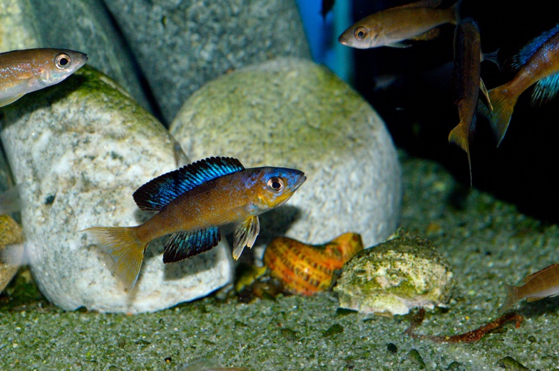 Cyprichromis microlepidotus 'Bulu Point'